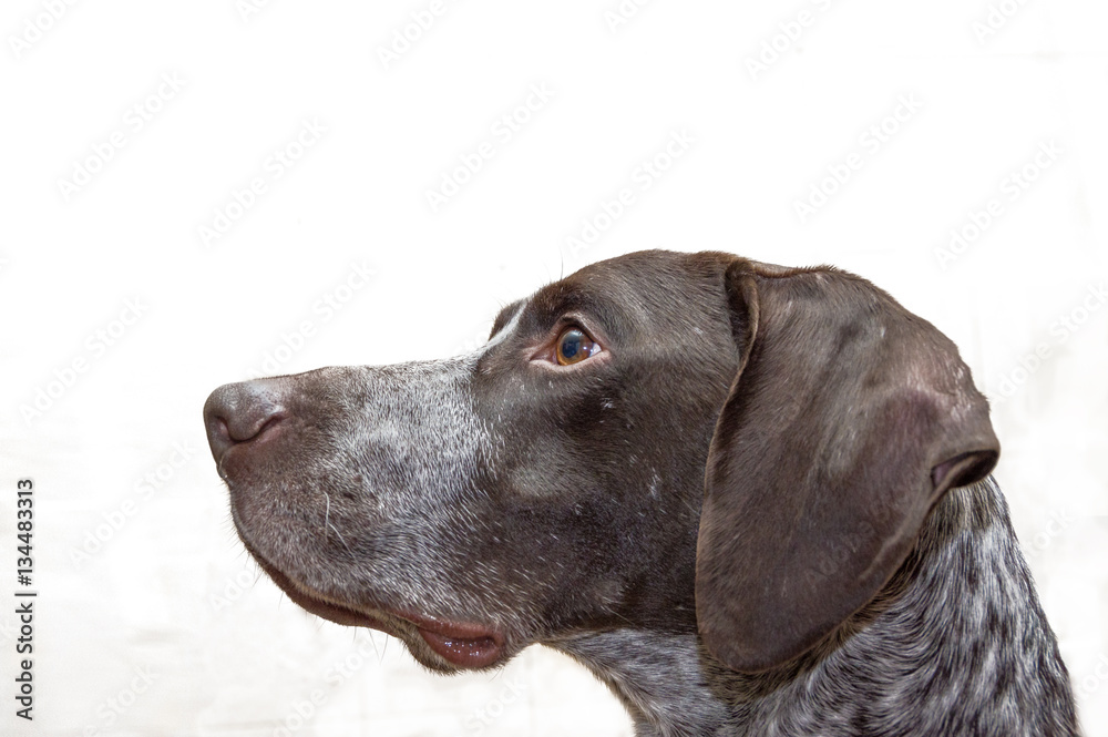 German Shorthaired dog