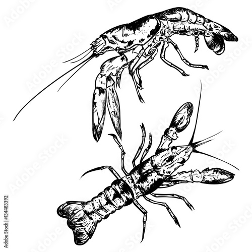 Vector vintage shrimp drawing on a white background. Hand drawn