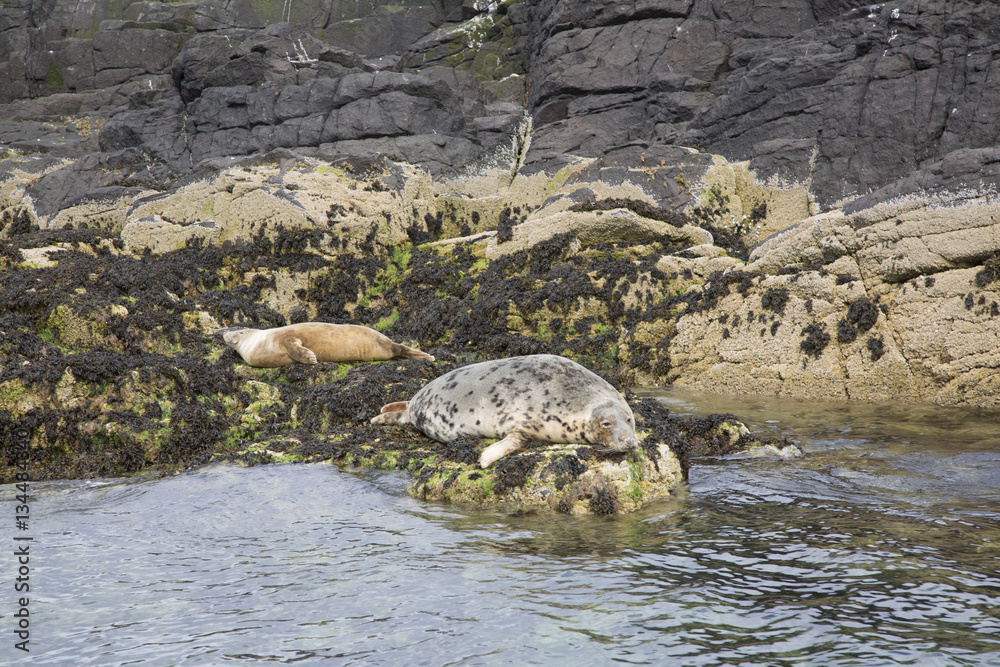 Seal Colony, Farne Island, Northumberland
