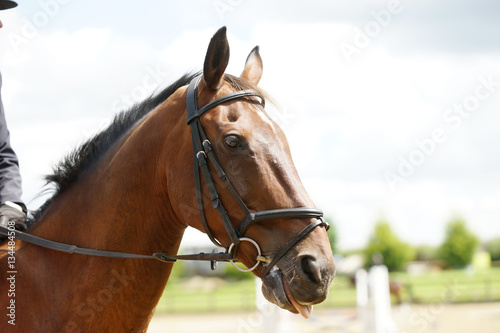 Fototapeta Naklejka Na Ścianę i Meble -  horse wearing bridle