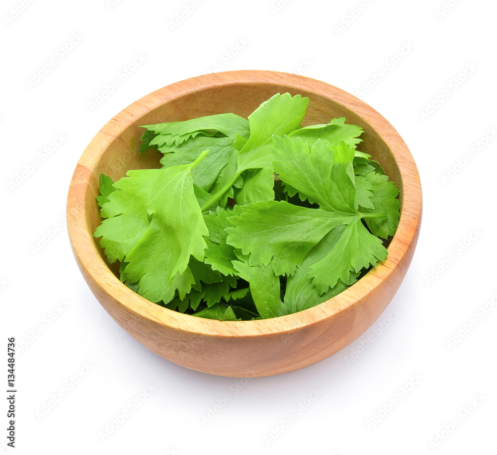 fresh parsley bunch isolated on white background fresh parsley bunch isolated on white background