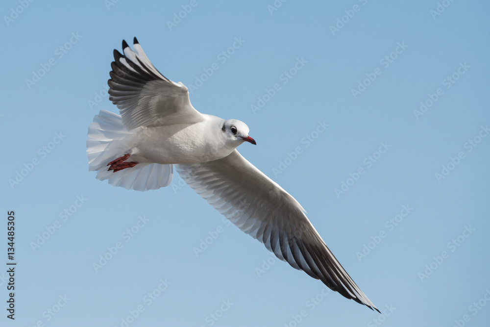 Black-headed Gull, Chroicocephalus ridibundus Black-headed Gull, Chroicocephalus ridibundus