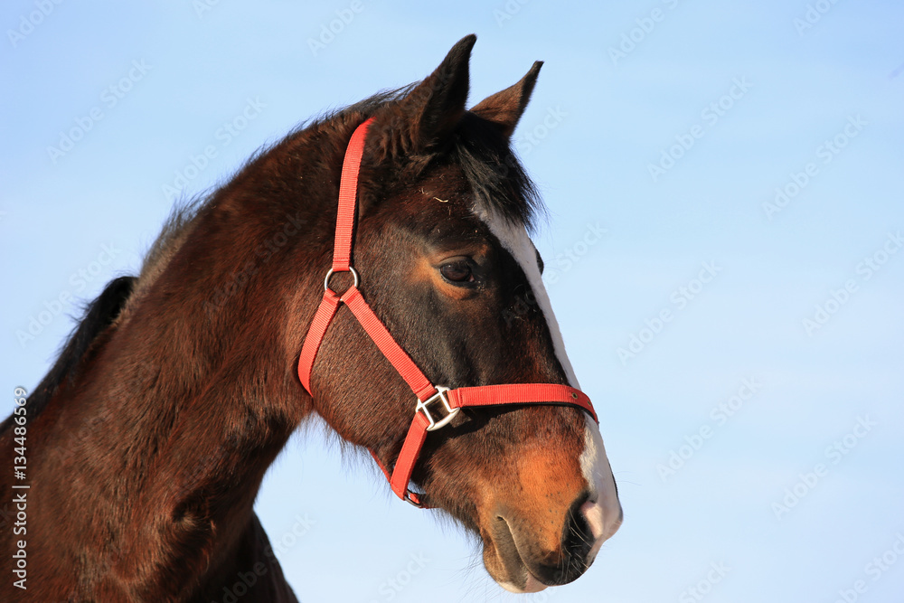 Fototapeta Portrait of Beautiful Horse