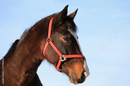 Portrait of Beautiful Horse