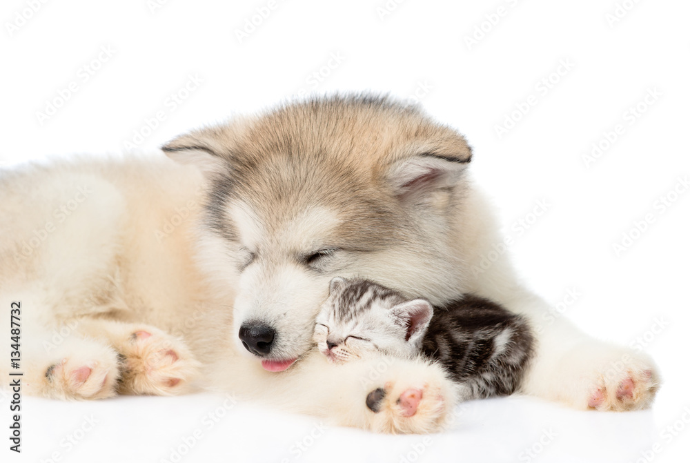 Dog sleeping with cat. isolated on white background