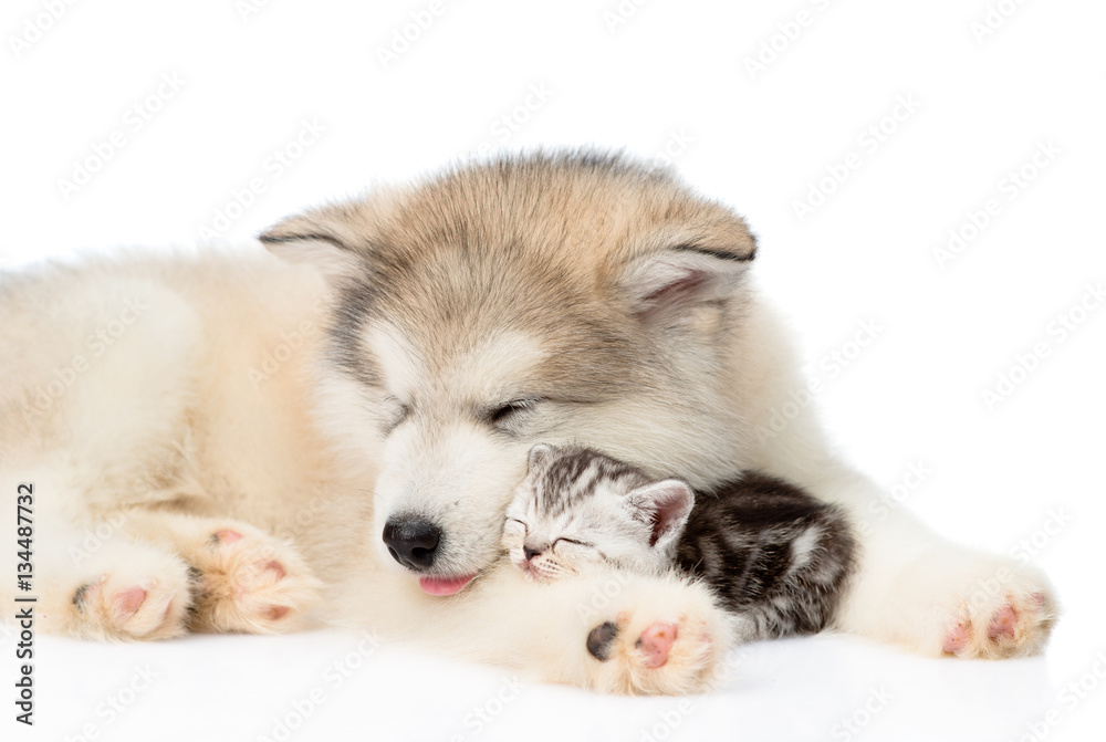 Dog sleeping with cat. isolated on white background Dog sleeping with cat. isolated on white background