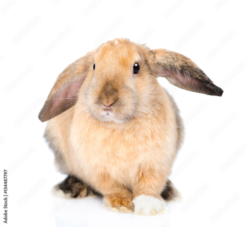 Lop-eared rabbit looking at camera. isolated on white background Lop-eared rabbit looking at camera. isolated on white background