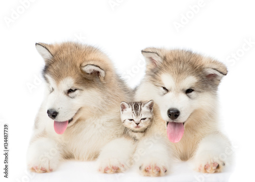 Two Alaskan malamute puppies lying with tiny kitten. isolated on white 