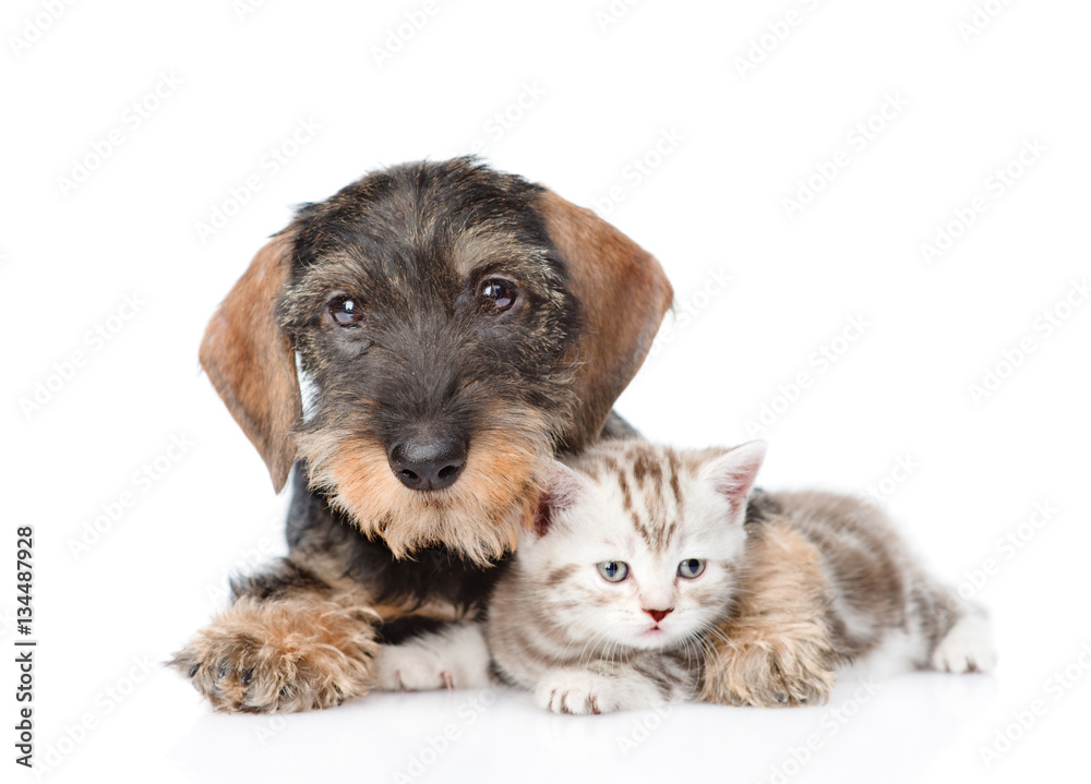 Dog embracing tiny kitten. isolated on white background