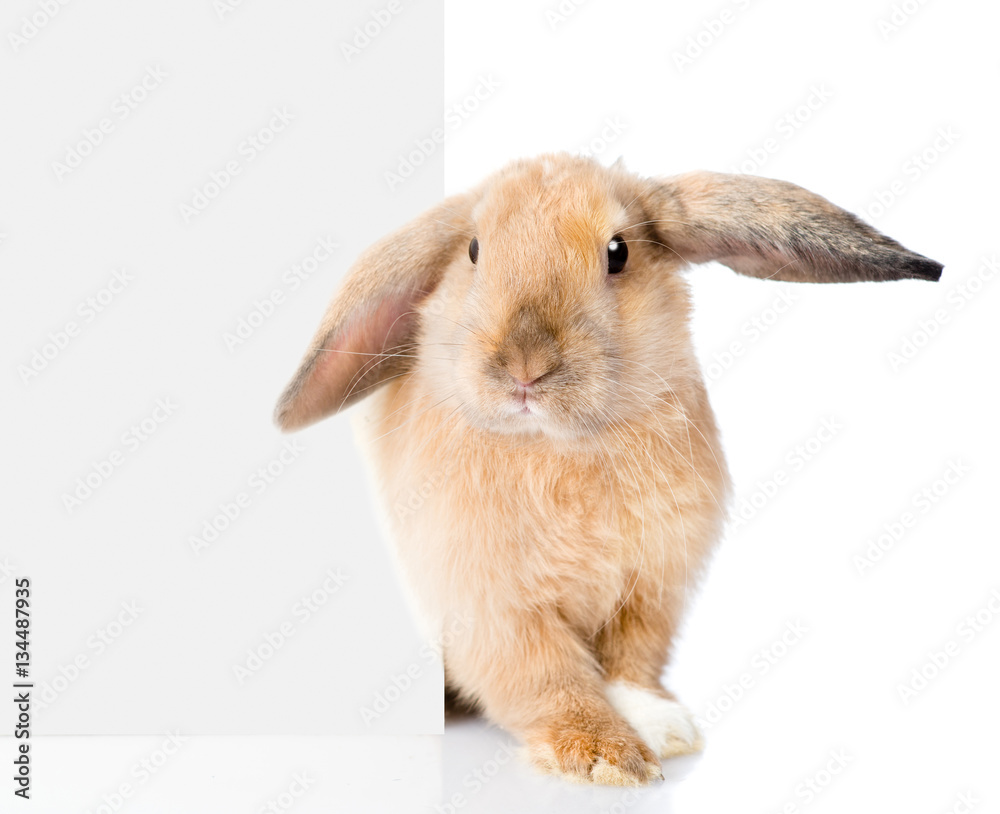 Rabbit peeks out from behind a blank banner. Isolated on white Rabbit peeks out from behind a blank banner. Isolated on white