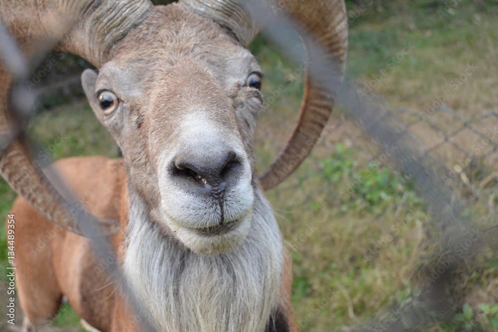 Urial (Hurial) Close-up in Zoo