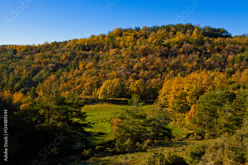 Meadow and autumn forest with oaks between Osona an llucanes.