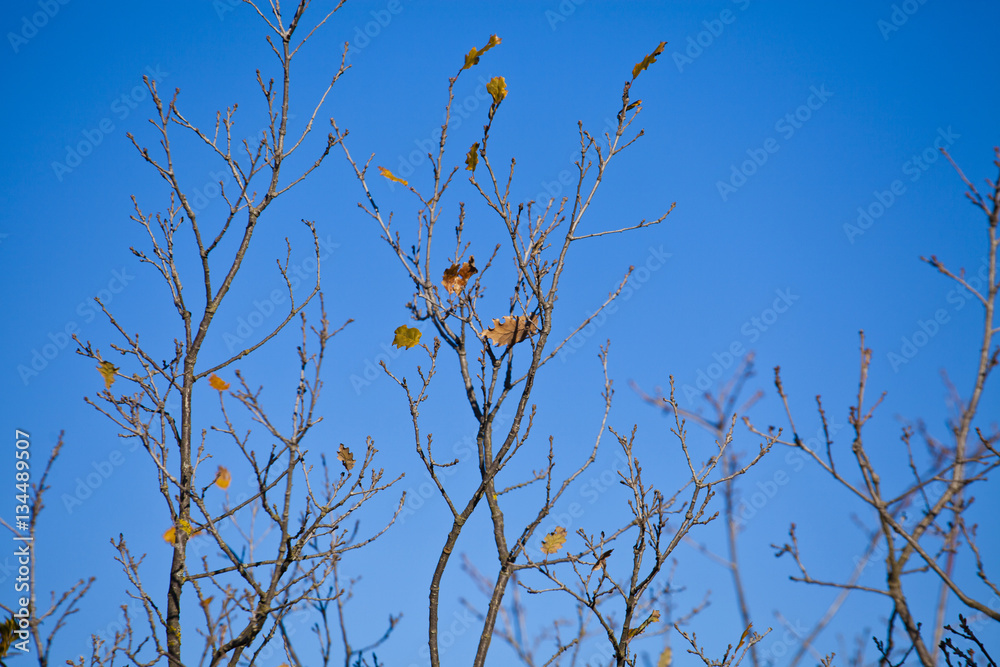 Branch of oak in autumn in sunny day with blue sky. Branch of oak in autumn in sunny day with blue sky.