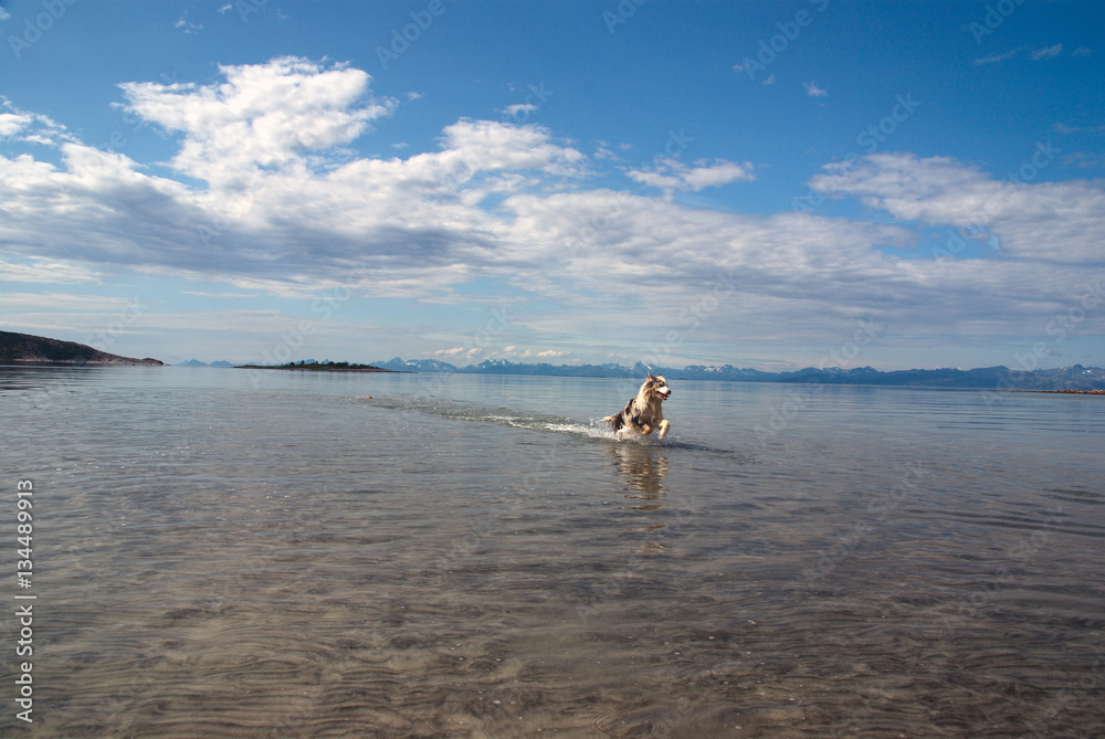 Australian Shepard Hund springt durch flaches klares Wasser in Fjordlandschaft Australian Shepard Hund springt durch flaches klares Wasser in Fjordlandschaft