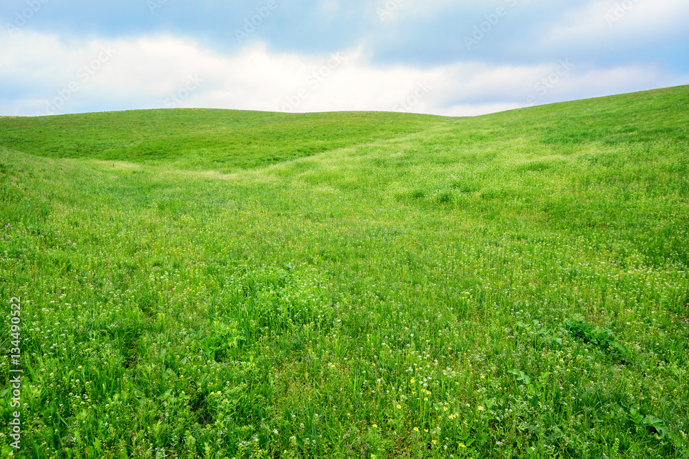 Fototapeta premium Spring landscape with blossoming wild flowers