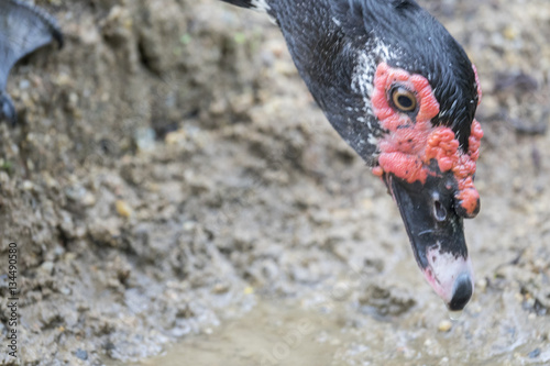 Wild fowl, Chicken in jungle