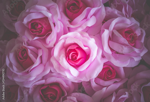 rose flower background for Valentine s Day