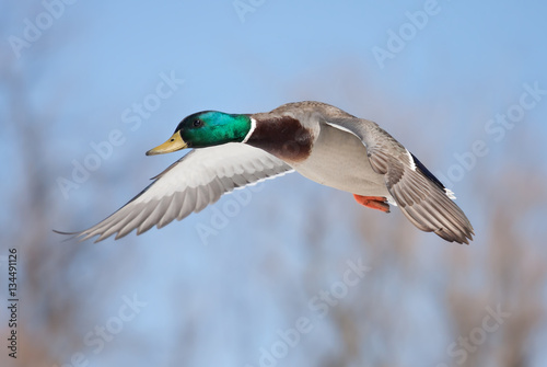 Mallard duck (Anas platyrhynchos) drake in flight isolated against a blue winter sky in winter in Canada