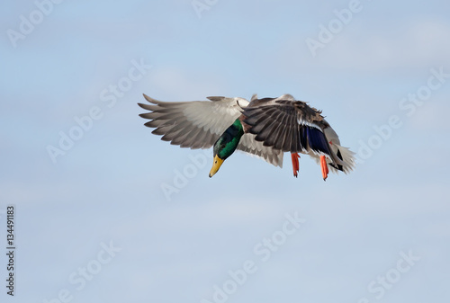 Male Mallard duck (Anas platyrhynchos) drake in flight isolated on blue background in flight in Canada © Jim Cumming