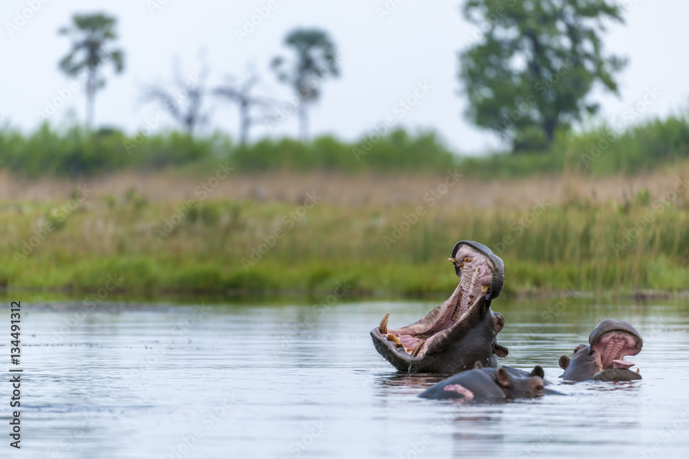 Fototapeta premium Common hippopotamus or Hippo (Hippopotamus amphibius) showing threat display. Okavango Delta. Botswana