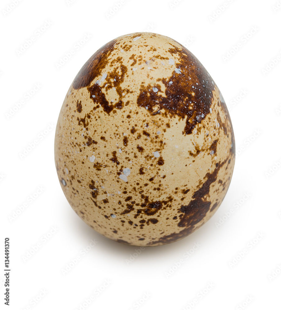 Raw quail egg with spotted surface isolated on a white backgroun Raw quail egg with spotted surface isolated on a white backgroun
