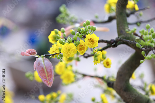 Fototapeta Naklejka Na Ścianę i Meble -  Tet HOLIDAY flowers at Hanoi, Vietnam