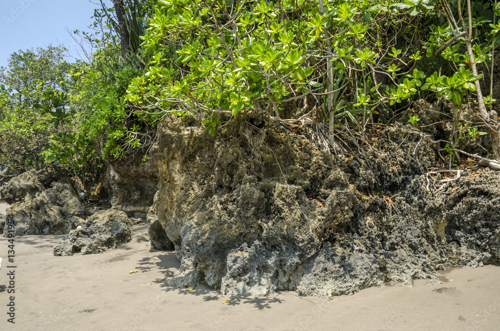 Fototapeta premium coral reef