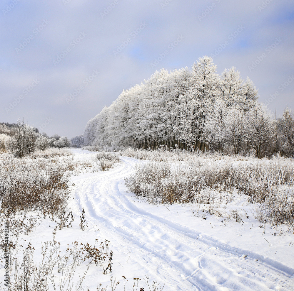 Obraz premium nature in winter