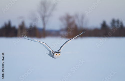 Snowy owl (Bubo scandiacus) flies low over an open snowy field in Canada