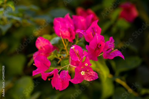 Pink Flower