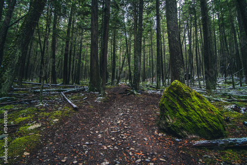 Fototapeta Naklejka Na Ścianę i Meble -  Moss covered forest floor