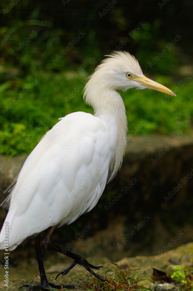 Cattle egret, ibis bubulcus wandering around at a park in Kuala Lumpur Birdpark, Malaysia Cattle egret, ibis bubulcus wandering around at a park in Kuala Lumpur Birdpark, Malaysia