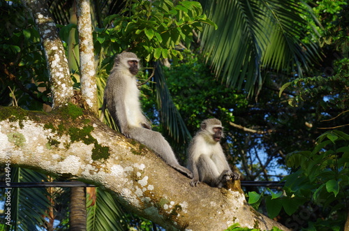 Vervet Monkeys