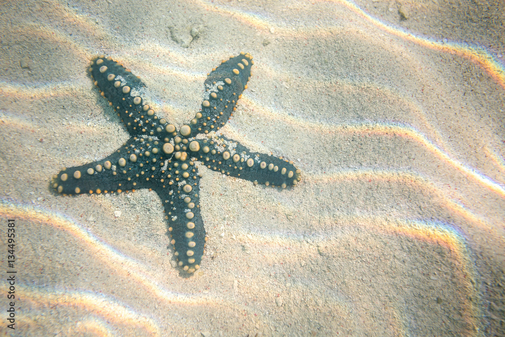 Dark green starfish resting on the bottom of Indian Ocean Dark green starfish resting on the bottom of Indian Ocean