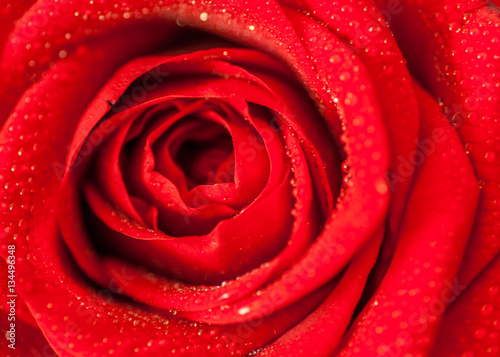 Fototapeta Naklejka Na Ścianę i Meble -  close up splashed beautiful red rose 