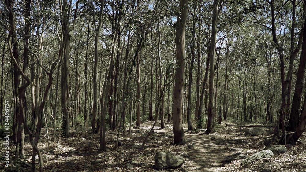 Obraz premium Thin Trees