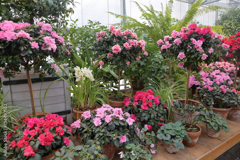 Naklejka premium Bright summer flowers