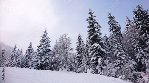 Snowy pine trees © Justin
