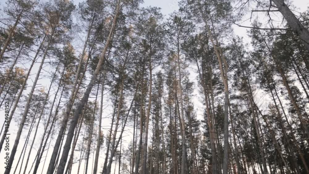 Winter pine forest Winter pine forest