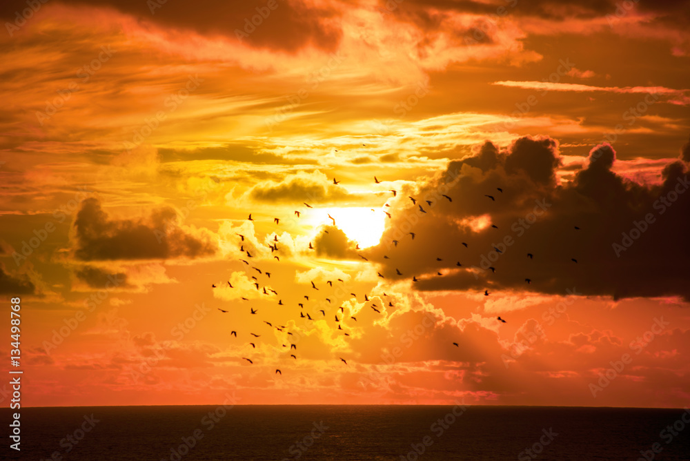 starlings flying into a bright orange sunset