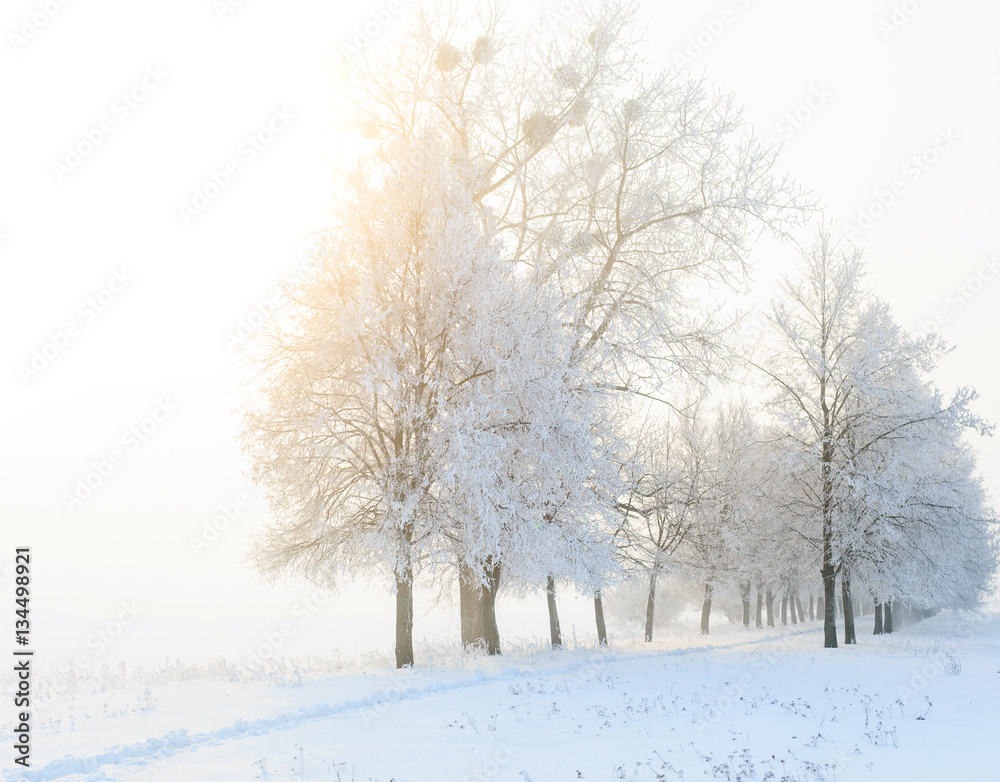 Cold winter day, beautiful hoarfrost and rime on trees Cold winter day, beautiful hoarfrost and rime on trees