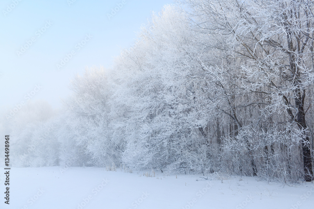 Cold winter day, beautiful hoarfrost and rime on trees Cold winter day, beautiful hoarfrost and rime on trees