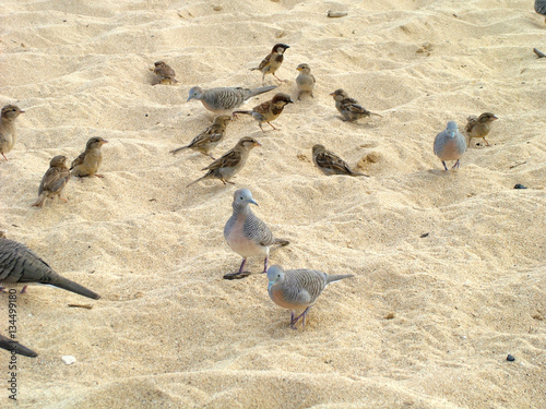 Birds in the sand photo