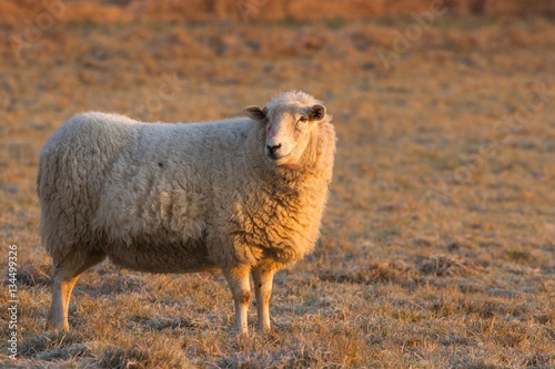 Smiling Sheep on a cold Frosty Morning photo