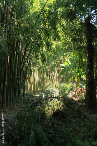 bamboo grove and a banana tree reflected in lake