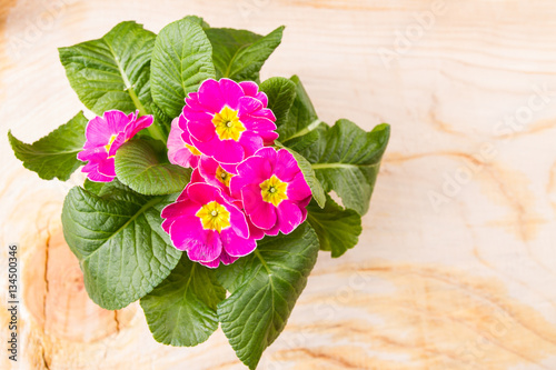 Flowers primula hethor on a table photo