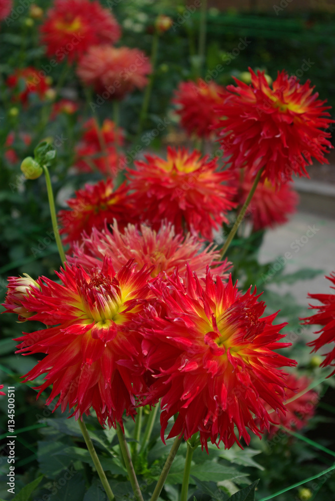 Dahlias cactus rouge flamboyant au jardin en été Dahlias cactus rouge flamboyant au jardin en été