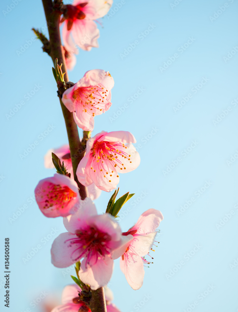 Fototapeta premium peach blossom in spring. Macro shot.