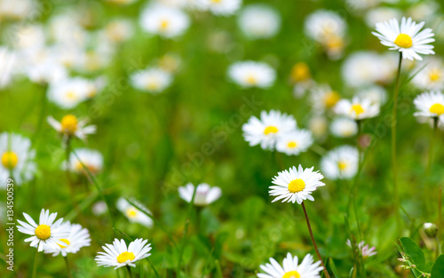 Wild chamomile flowers on a field on a sunny day. shallow depth of field