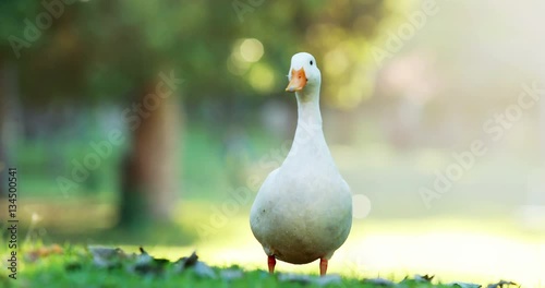 White duck in the park on a sunny day 4k